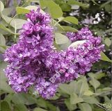 Syringa vulgaris 'Andenken an Ludwig Spth' - Edelflieder Pflanze-/Baum