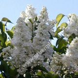 Syringa vulgaris 'Mme. Lemoine' - Edelflieder Pflanze-/Baum