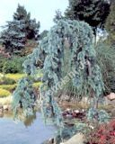 Cedrus atlantica 'Glauca Pendula'