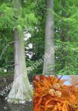 Taxodium distichum - Sumpfzypresse Baum