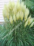 Cortaderia selloana - Pampasgras Weiss