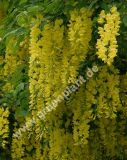 Laburnum watereri 'Vossii' - Goldregen Pflanze-/Baum