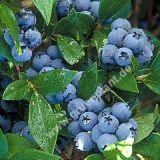 Vaccinium corymbosum 'Bluecrop' - Heidel-/Blaubeeren Pflanze