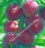 Prunus domestica - Sulen-Mirabellen Baum 'Ruby'