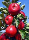 Malus domestica - Sulen-Apfel Baum 'Red River'