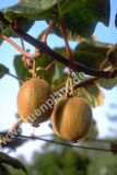 Actinidia chinensis 'Jenny' - Kiwi/Chinesische Stachelbeere Pflanze