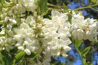 Robinia pseudoacacia - Scheinakazien Baum