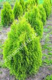 Thuja occidentalis 'Golden Smaragd' - Lebensbaum Hecke-/Pflanze