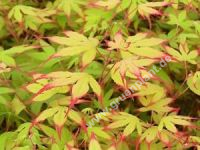 Acer palmatum 'Little Princess' - Japanischer Zwerg-Fcherahorn Baum