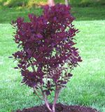 Cotinus coggygria 'Royal Purple' - Roter Perckenstrauch Pflanze