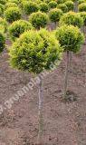 Chamaecyparis lawsoniana 'Ivonne' - Gelbe Scheinzypresse - Kugel-Stamm