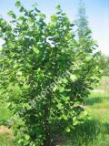 Corylus avellana - Haselnuss Pflanze-/Baum