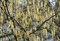 Corylus avellana - Haselnuss Pflanze-/Baum