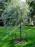 Pyrus salicifolia 'Pendula' - Weidenblttriger Hnge-Birnen Baum