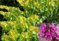 Cercis canadensis 'Hearth of Gold' - Gold Judasbaum