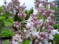 Syringa vulgaris 'Beauty of Moscow' - Edelflieder Pflanze-/Baum