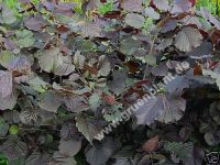 Corylus maxima 'Purpurea' - Echte Bluthaselnuss Pflanze-/Baum