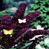 Buddleja davidii 'Black Night' - Sommerflieder Pflanze