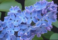 Syringa vulgaris 'President Lincoln' - Edelflieder Pflanze-/Baum