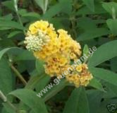 Buddleja weyeriana 'Sungold' - Sommerflieder Pflanze