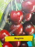 Prunus avium - Duo-Skirschen Baum 'Regina' und 'Hedelfinger Riesenkirsche'