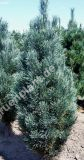 Pinus sylvestris 'Fastigiata' - Sulen-Waldkiefer Baum