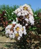 Lagerstroemia indica 'Burgundy Cotton' - Lagerstroemie / Kreppmyrthe