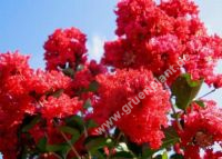 Lagerstroemia indica 'Dynamite' - Lagerstroemie / Kreppmyrthe