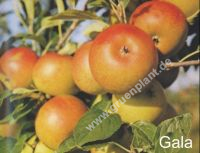 Malus domestica - Duo-Apfel Baum 'Elstar' und 'Gala'