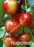 Prunus avium - Duo-Skirschen Baum 'Regina' und 'Napoleon'