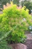 Cotinus coggygria 'Golden Spirit' - Gelber Perckenstrauch Pflanze