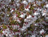 Prunus incisa 'Kojou-no-mai' - Geschlitzte-Zwerg-Zierkirsche Baum