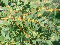 Eucalyptus Parvula - Kleinblttriger Eukalyptus Baum