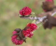 Parrotia persica - Eisenholz Baum