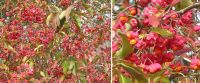 Euonymus europaeus 'Red Cascade' - Pfaffenhtchen Pflanze