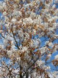 Amelanchier lamarckii - Kupfer-/Felsenbirnen Pflanze-/Baum