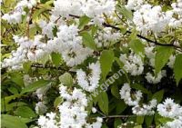 Deutzia maginifica - Prachtdeutzie Pflanze