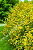 Kerria japonica 'Pleniflora' - Gefllter Ranunkelstrauch Pflanze