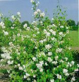 Philadelphus virginalis - Duftjasmin Pflanze