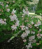 Weigela 'Candida' - Weisse Weigelien Pflanze