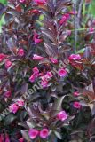 Weigela 'Nana Purpurea' - Rotblttrige Weigelien Pflanze