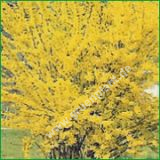 Forsythia intermedia 'Spectabilis' - Forsythie / Goldglckchen Pflanze