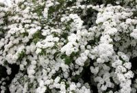 Spiraea vanhouttei - Prachtspiere Pflanze