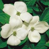 Cornus X  'Aurora' - Blumenhartriegel Pflanze