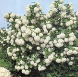 Viburnum opulus 'Roseum' - Gefllter Schneeball Pflanze