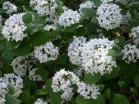 Viburnum carlesii 'Aurora' - Koreanischer Duftschneeball Pflanze