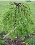 Caragana arborescens 'Pendula' - Hnge-Erbsenstrauch Pflanze