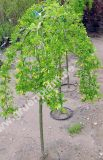 Caragana arborescens 'Pendula' - Hnge-Erbsenstrauch Pflanze