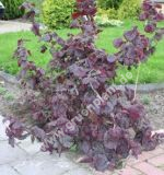 Corylus avellana 'Annys Red Dwarf' - Rote Korkenzieher-Haselnuss Pflanze-/Baum