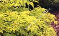 Sambucus racemosa 'Plumosa Aurea' - Gold-Holunder Pflanze